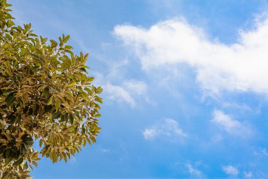 Lush plant over a blue cloudy summer sky