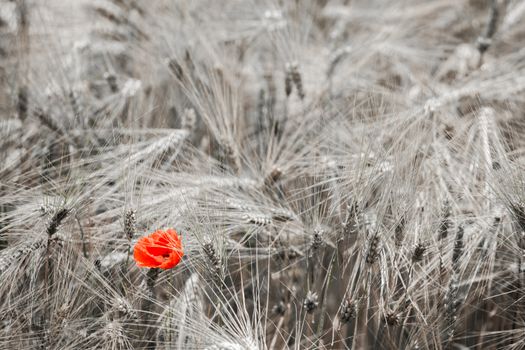 A red poppy in the middle of a wheat field