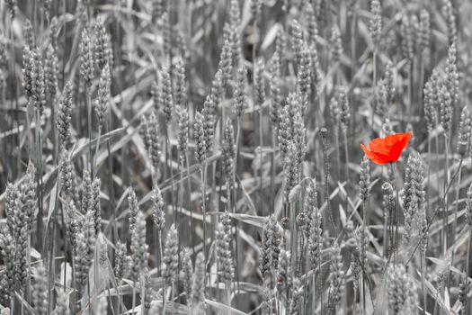 A red poppy in the middle of a wheat field