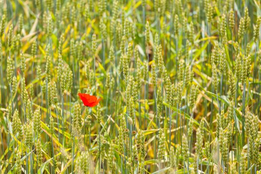 A red poppy in the middle of a wheat field