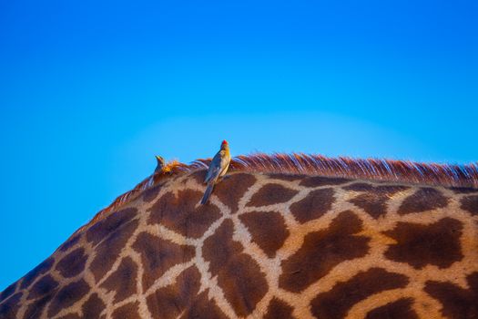African birds laying over an african giraffa back