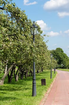 The photo shows the apple trees in Kolomenskoye park
