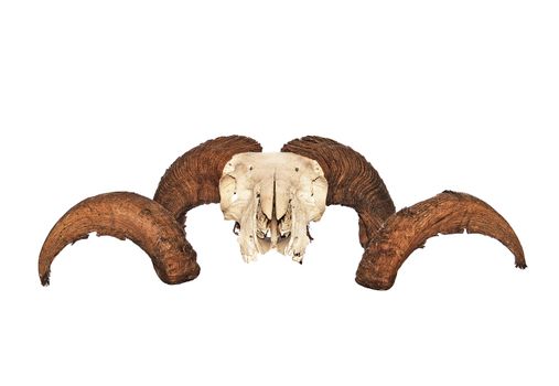 Rams skull and horns with full curl isolated on a white background