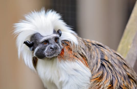 Closeup of Cotton-top Tamarin monkey. Latin name Saguinus oedipus. Tamarin monkey live in tropical forest in South America and they are one of the smallest primates.