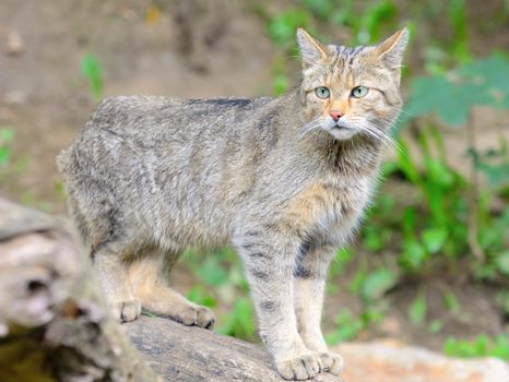 European wild cat with latin name Felis silvestris silvestris.