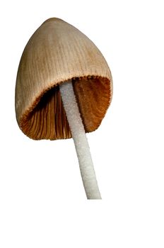 Mushroom isolated on white with a clipping path for easy removal.