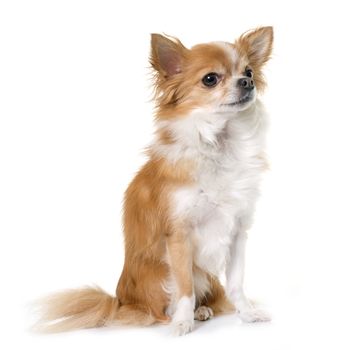 purebred chihuahua in front of white background