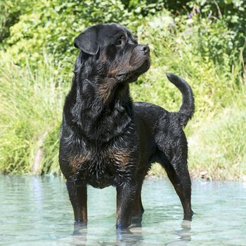 rottweiler standing in a river in the south of France