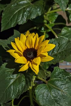 Yellow flower of sunflower on background of green leaves on a hot sunny day.