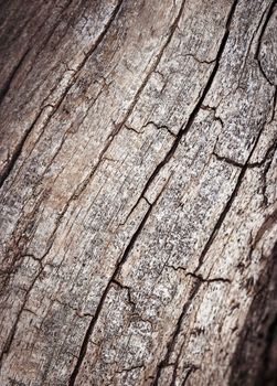 abstract background or texture line fissures to dry branch