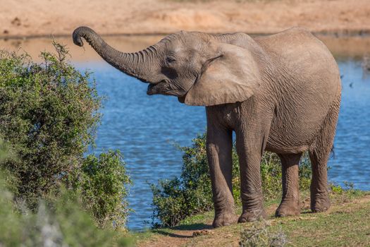 African female elephant with trunk outstretched to pick leaves off a tree
