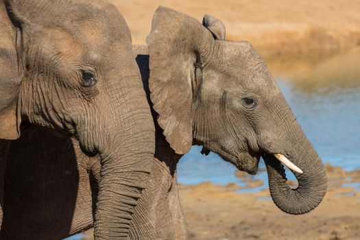 Two young African elephants at a water hole