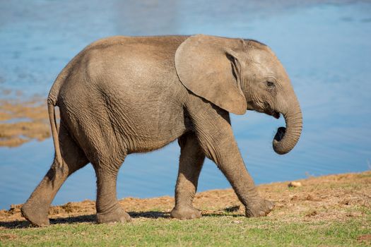 Young African elephant striding past a water dam