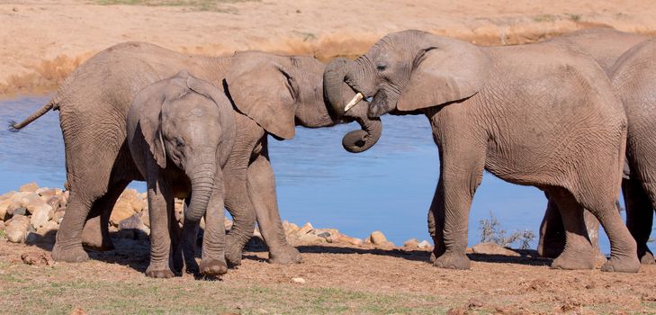 Friendly African elephants greeting at the water hole