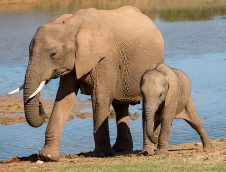 African elephant mother with it, young calf along side