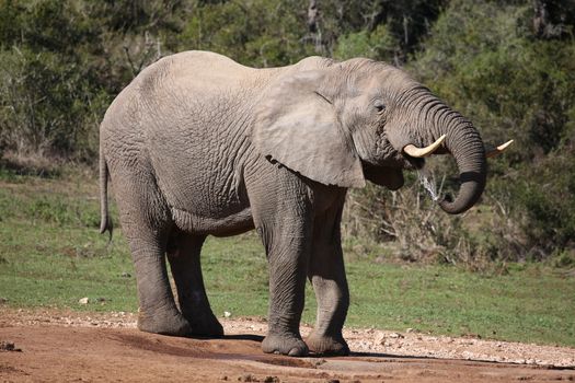 Large male African elephant drinking water with trunk in mouth