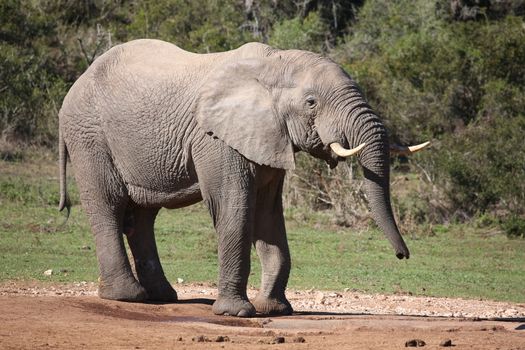 Large male African elephant drinking water with trunk 