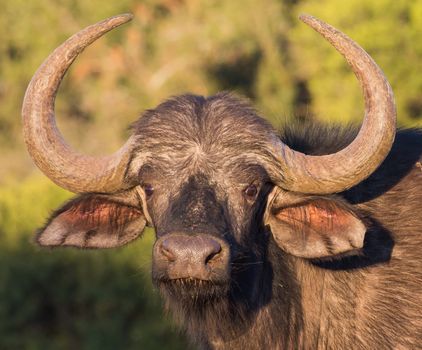 Portrait of an African Cape Buffalo with large curved horns and beady eyes