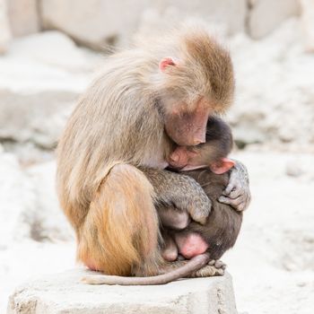 Baboon mother and her little one, natural habitat