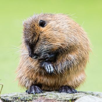 Myocastor coypus, single mammal in it's natural habitat - selective focus