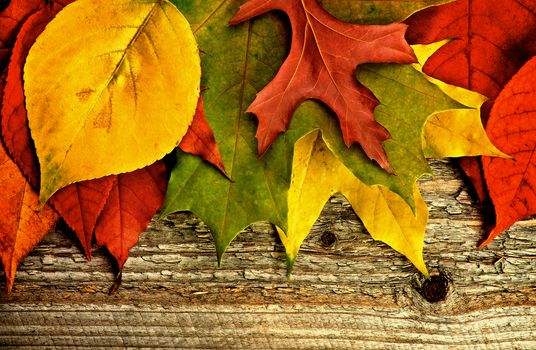 Horizontal Border of Variegated Autumn Leafs closeup on Rustic Wooden background