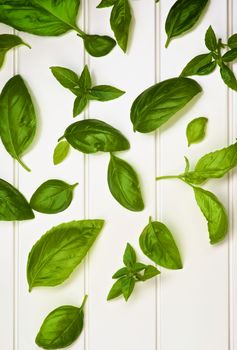 Background of Various Fresh Green Lush Foliage Basil Leafs closeup on White Plank background