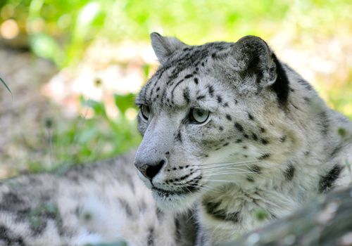 Closeup portrait of lying snow leopard (Uncia Uncia). He lives in mountain in central Asia. 