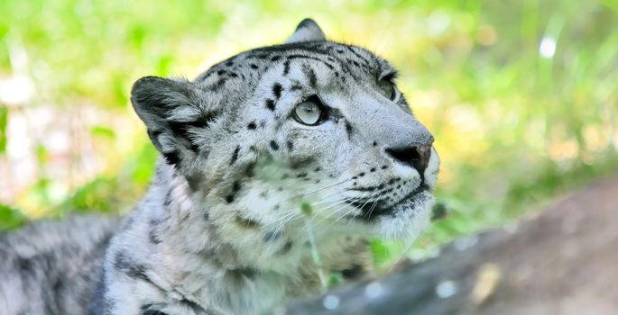 Closeup portrait of lying snow leopard (Uncia Uncia). He lives in mountain in central Asia. 