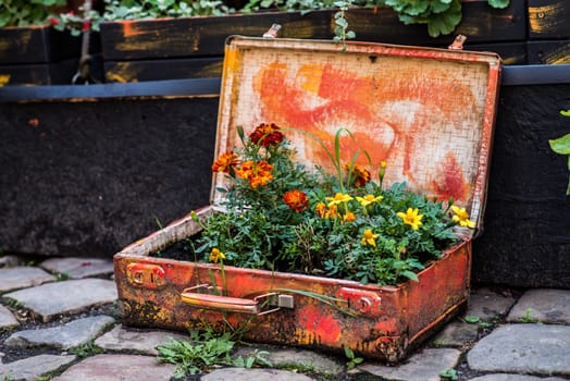Open old suitcase with flowers that grow inside