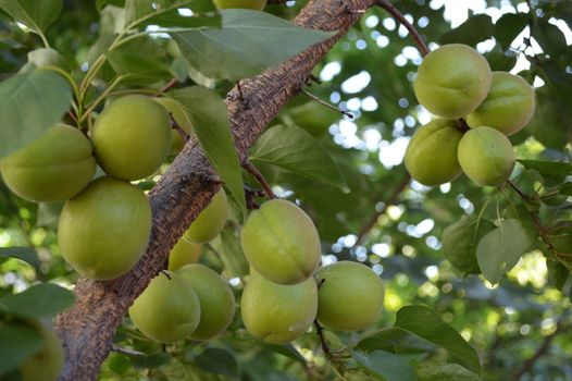 Apricot fruits ripening on a trees branch