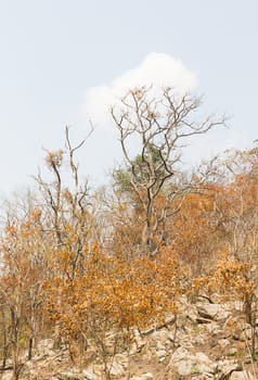 Trees on a mountain after a forest fire