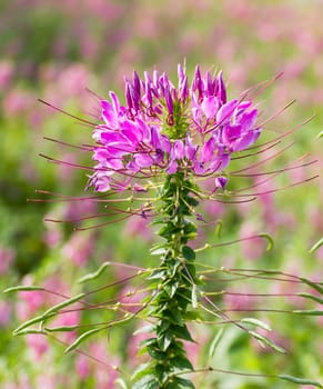 Pink spider flower(Cleome hassleriana) in the garden