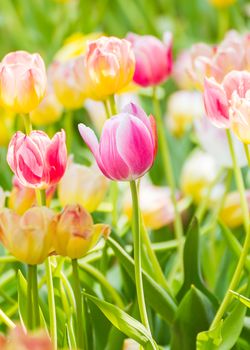 Close up pink tulip flower in garden, Colorful tulip flower