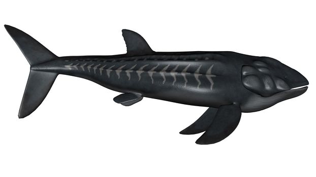 Leedsichthys prehistoric fish isolated in white background - 3D render