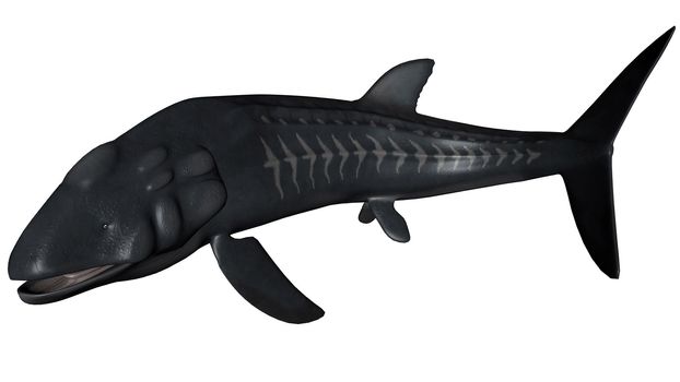 Leedsichthys prehistoric fish turning aside isolated in white background - 3D render