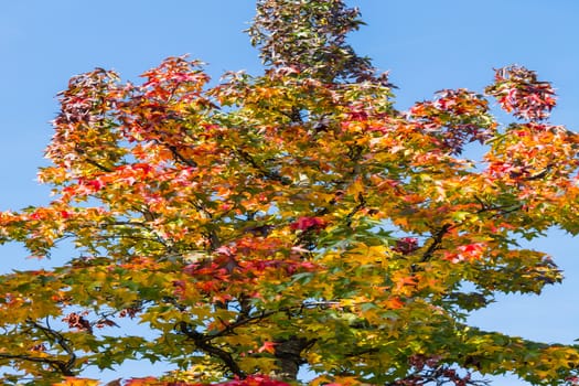 Autumn tree in November in sunny weather.      
