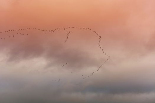 Flying birds silhouettes dramatic cloud formation.