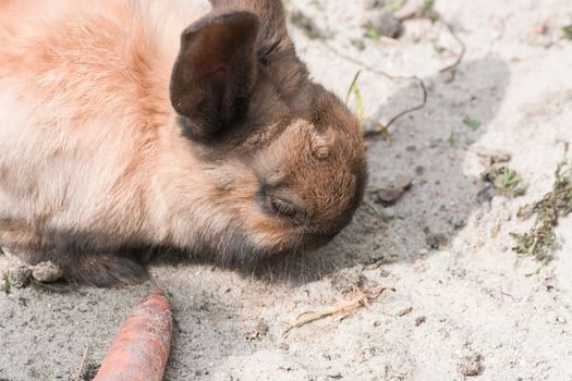 Brown Rabbit - Bunny sitting on sandy soil.