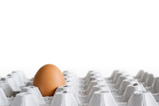 brown chicken egg in cardboard