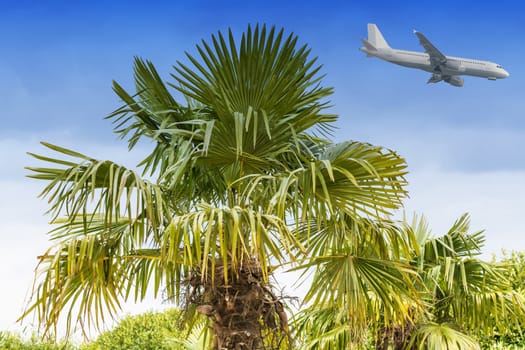 Large palm tree against a blue sky in the background a passenger plane during landing.
