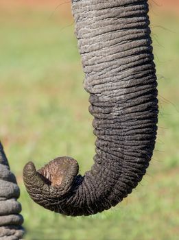 Close up of an African elephant trunk showing it's prehensile tip