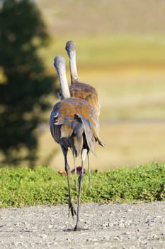 Two, tall and stately sandhill cranes run away.  Location is Homer, southeast Alaska, on the Kenai Peninsula, a popular destination for wildlife viewing.  Business concept of strategic, smart retreat or reversal is given humorous representation in this natural, anthropomorphic image of sandhill cranes seen only from the rear.  Symbolizes decision change and action. 