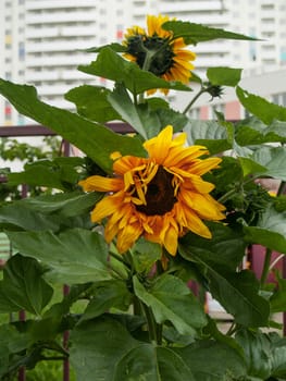 Bright beautiful big yellow flower with large green leaves in the background of the building is called the flower of sunflower