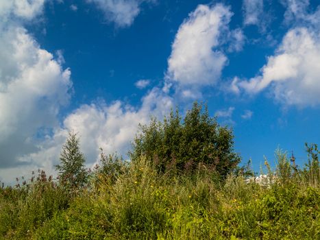 Summer landscape in the field of high grass and shrubs and trees under a sky with clouds