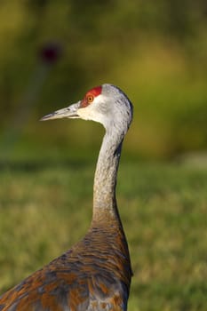 Colorful hues of sandhill crane with its crimson crown in selective focus portrait against green of brush and grass in Homer, Alaska, on the Kenai Peninsula.