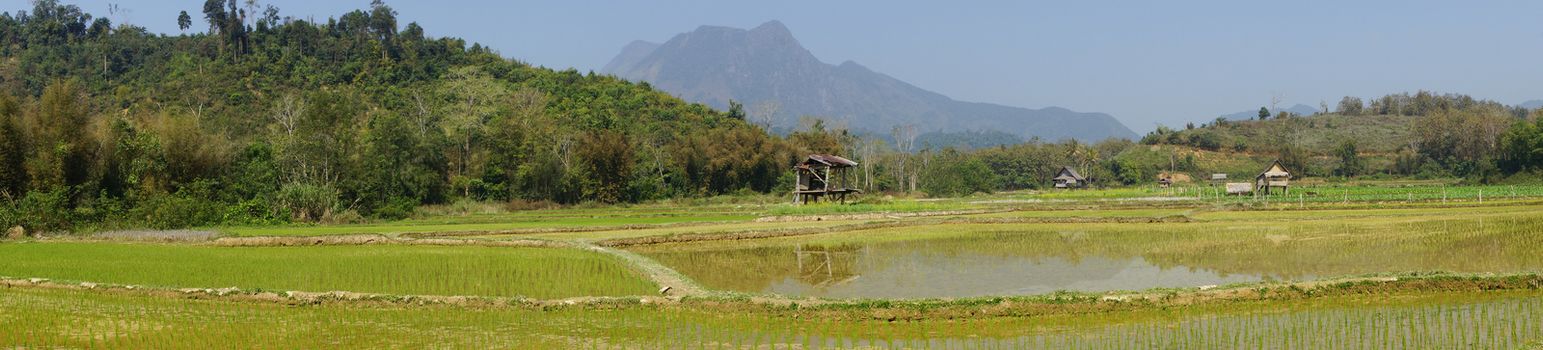 Rice field, Laos, South East Asia
