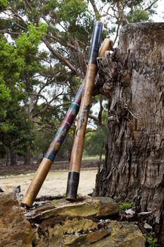 Pair of didgeridoos, indigenous Australian musical, wind instruments, rest against an enormous, old tree stump.  Location is Kangaroo Island in South Australia.  Native instrument still in use today and sometimes called a drone pipe. 