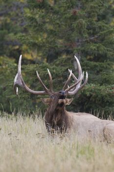 Seated bull elk, mouth open and head raised, bellows dominance in challenging rut season.  Location is Jasper in Alberta, Canada.  