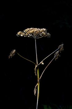 Single, dried flower of perennial herb, cow parsnip, also named Eskimo Celery and Indian Rhubarb, that grows wild in Alaska.  Hardy plant grows up to dramatic heights of nine feet. Plant has both medicinal and food uses. Elegant, simple, clean image with black background and copy space.   Location is on Skyline Drive in Homer. 