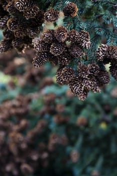 Rich group of pine cones on tree branch in selective focus, vertical image.  Outdoors in sunlight.  Location is along Skyline Drive in Homer, Alaska. 